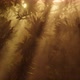 Rays of light behind foggy forest - VideoHive Item for Sale