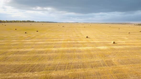 Autumn Field Nature