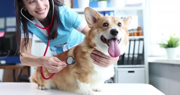Smiling Female Veterinarian Listens with Stethoscope to Dog in Veterinary Clinic