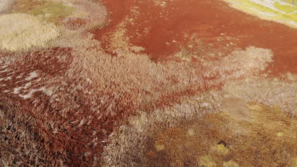 Drone Shooting  Red Autumn Reeds on an Overgrown Lake