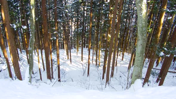 Winter Forest in Japan 23