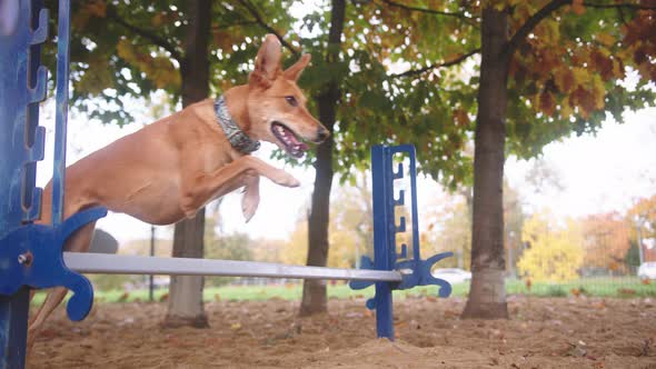 Mixed Breed Dog Jumps Over Agility Hurdle in Slow Motion