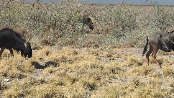 Herd of wildebeests walking in Etosha Nature Park, Namibia