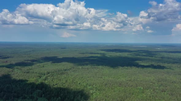 Aerial View of Summer Forest