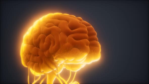 Animated Model of Human Brain alt