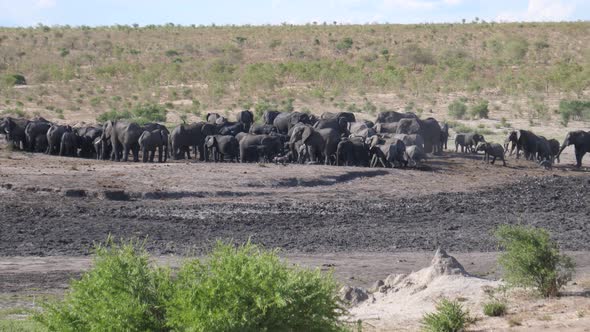 A new herd of African Bush elephants arriving at an already busy waterhole