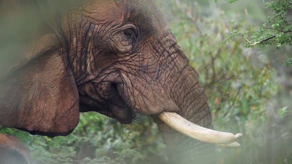 Slow motion close up of an elephant eating from a tree in the Kenyan bush, Africa