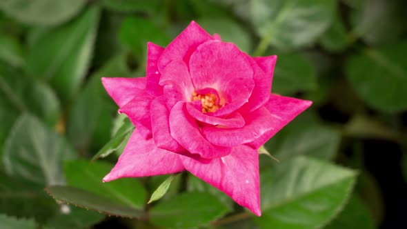 Time Lapse of Opening Purple Rose Flower