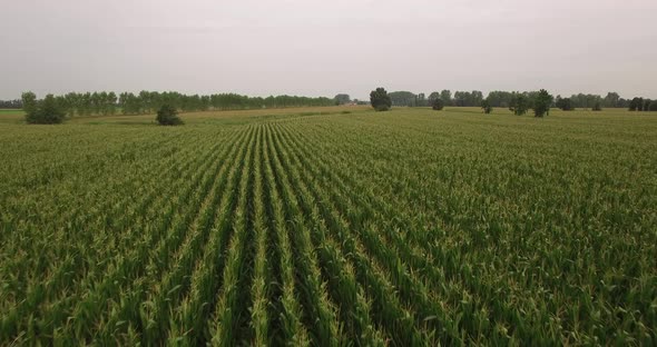 Corn Plantation from above