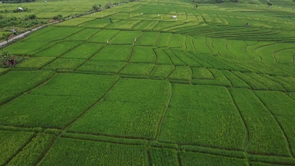 Aerial View Flying Over Rural Rice Fields In Canggu, Bali. Dolly Forward, Tilt Up