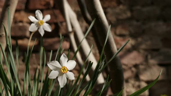 Pheasants eye daffodil plant  in front of brick wall  4K 2160p 30fps UltraHD footage - Close-up of N