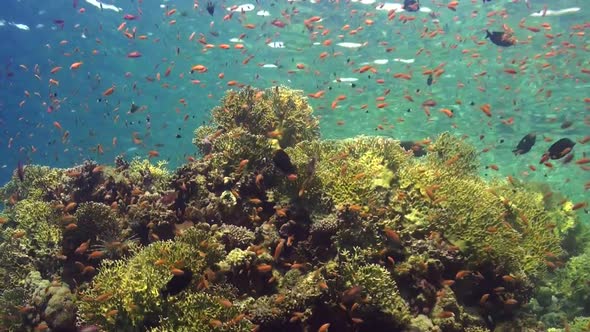 Coral reef scenery with orange reef fishes in shallow water in the Red Sea
