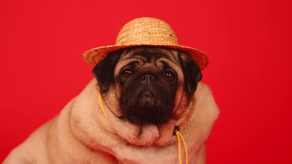 Cute pug in straw hat on red background.