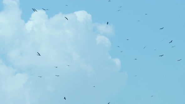Big Crowd of Flying Storks. Wild Life Birds Natural  Footage.