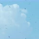 Big Crowd of Flying Storks. Wild Life Birds Natural  Footage. - VideoHive Item for Sale