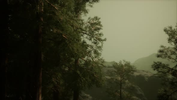 Fog and Pine Trees on Rugged Mountainside and Coming Storm