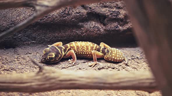zoom in shot of an australian gecko resting on a rock ledge