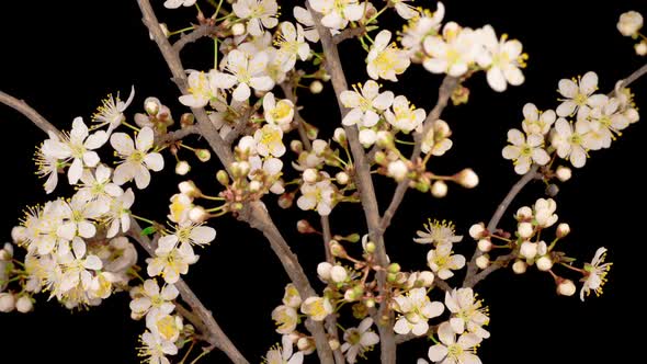 White Flowers Blossoms on the Branches Cherry Tree