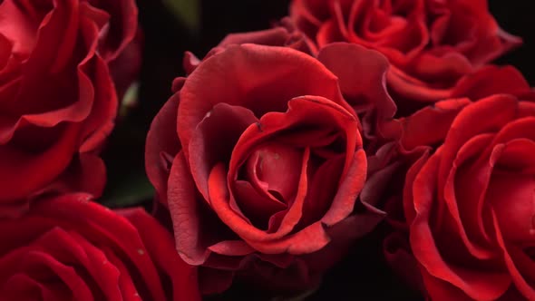 Macro Red Roses El Toro Slider Shot