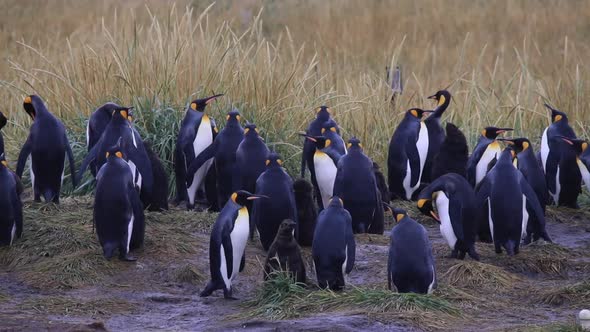 Royal Penguins On Tierra Del Fuego In Chile