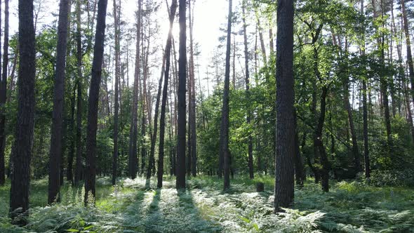 Beautiful Green Forest on a Summer Day Slow Motion