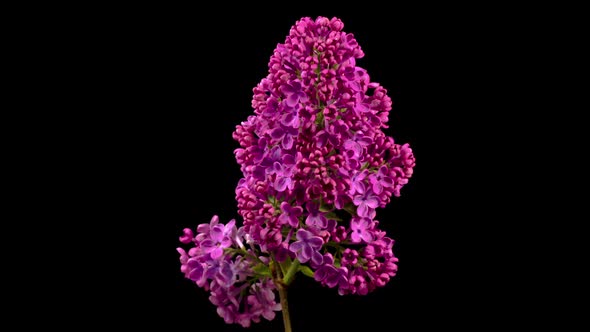 Beautiful Time Lapse of Opening Violet Flower of Lilac on a Black Background