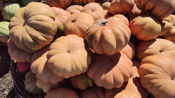 A Lot of Pumpkins on a Market