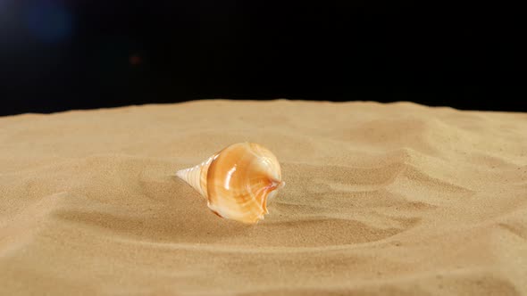 Long Sea Shell with Sand on Black, Rotation