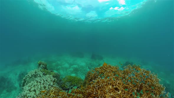 Coral Reef and Tropical Fish Underwater