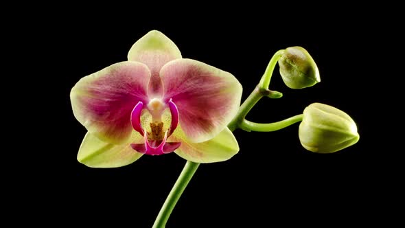 Blooming Yellow - Pink Orchid Phalaenopsis Flower