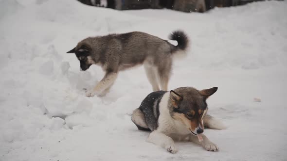 Two Adults Dogs Are Playing and Eating Bone on Winter Day Outside