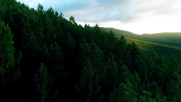 A Flight of the Camera Over the Tops of Green Trees