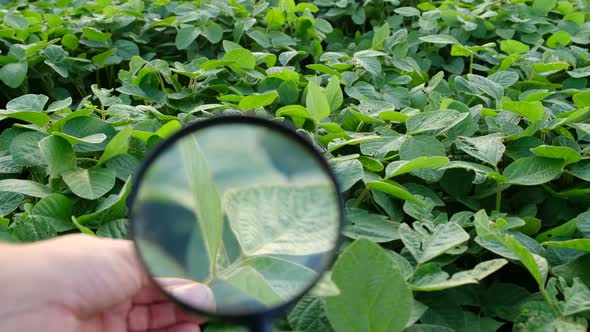 Agribusiness  Checking the Growth of Soybeans