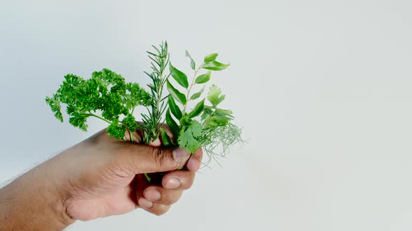 Fresh Green Herbs In Hand