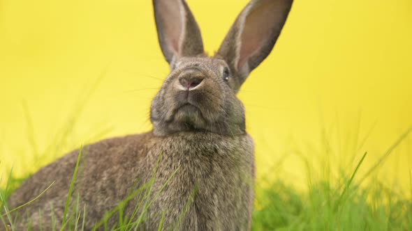 Large rabbit twitching in grass and yellow background, close up shot