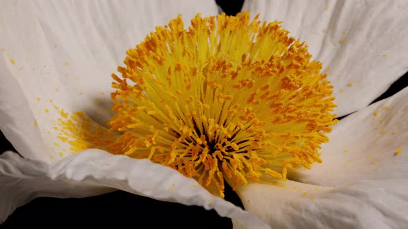 Macro shot of a Matilija Poppy over a black background