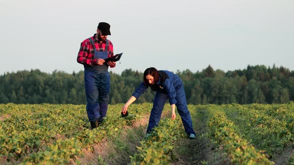 Plant Specialists Check Field Potatoes Using a Digital Tablet and Tape Measure