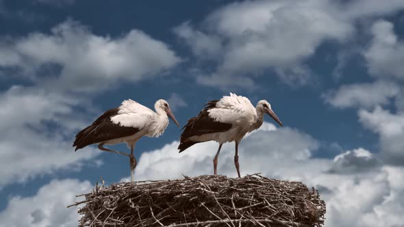 Slow motion:Two storks walking in nest against cloudy day and blue sky,close up