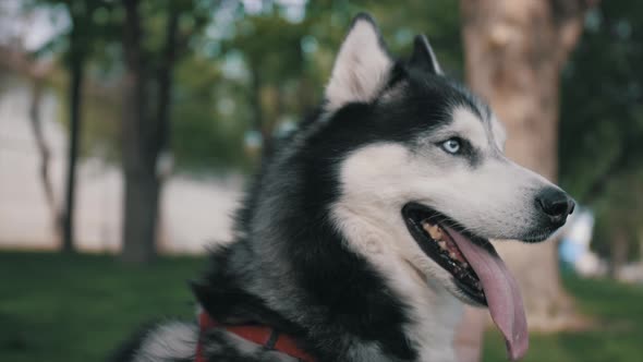 Husky dog lying on the green grass and stuck out his tongue.