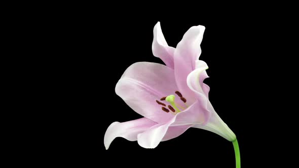 Time-lapse of opening pink Longiflorum lily 