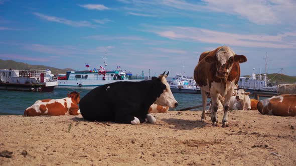 Cows on the Beach. Animals on Lake Baikal. Livestock.