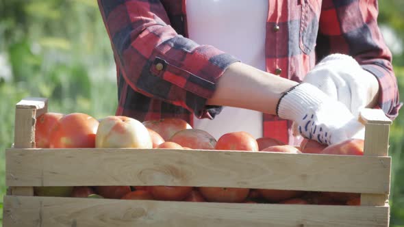 Farmer Hands Are Holding Several Ripe Tomatoes in a Wooden Box. Harvesting Vegetables.