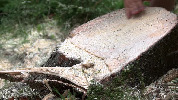 Freshly Cut Tree Trunk with Sawdust