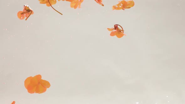 Beautiful White Yellow and Pink Hibiscus Flowers Petals Floating in the Water