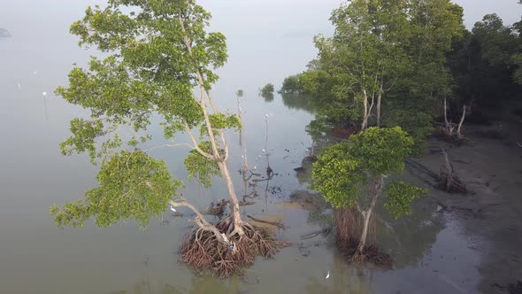 Ascending look down mangrove tree at coastal.