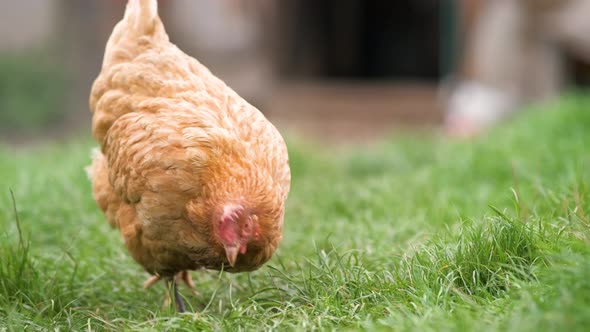 Hens feeding on traditional rural barnyard. Close up of chicken on barn yard. Free range poultry