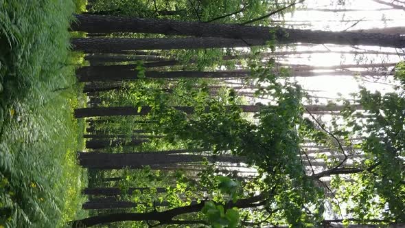 Vertical Video of a Forest with Pine Trees