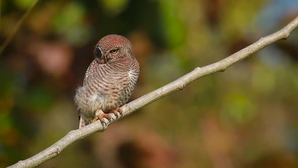 Jungle owlet in Bardia national park, Nepal