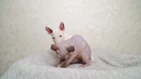 a Mini Bull Terrier Puppy and a Canadian Sphynx Cat Together on a Gray Blanket