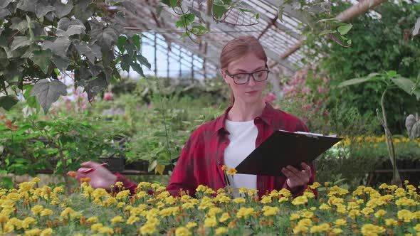 Agronomist Girl in Glasses and Checkered Red Shirt Checks the Quality and Quantity of Plants in the